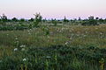 Image 36Avaste Fen, Estonia. Sedges dominate the landscape, woody shrubs and trees are sparse. (from Fen)