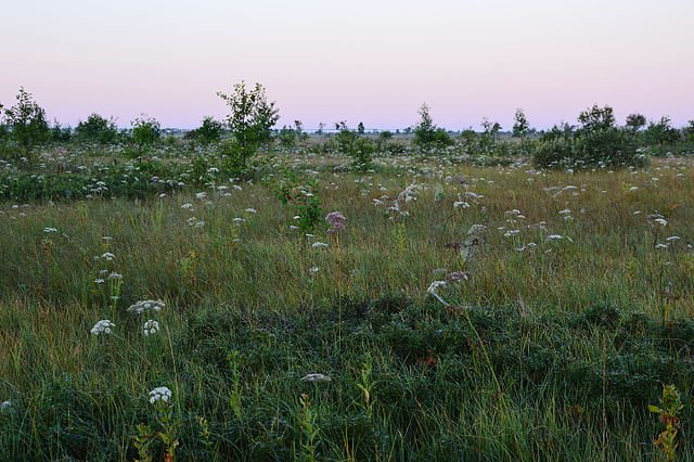 Avaste Fen, Estonia. Sedges dominate the landscape, woody shrubs and trees are sparse.