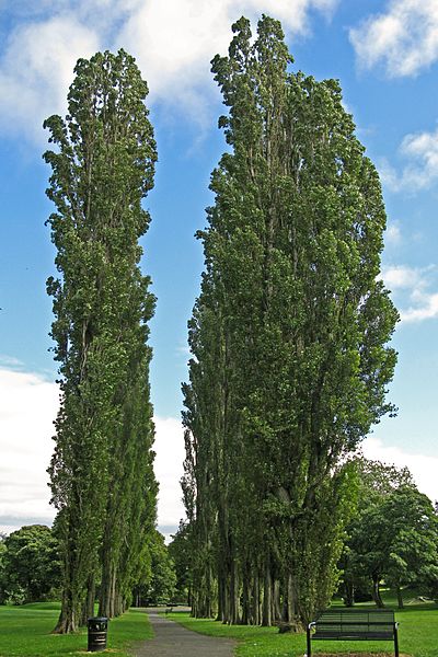 File:Avenue of Poplar Trees, Horton Park, Bradford (7951906280).jpg