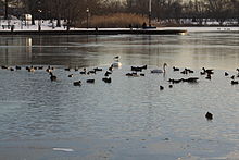Baisley Pond hosts a large and diverse population of waterfowl in winter.