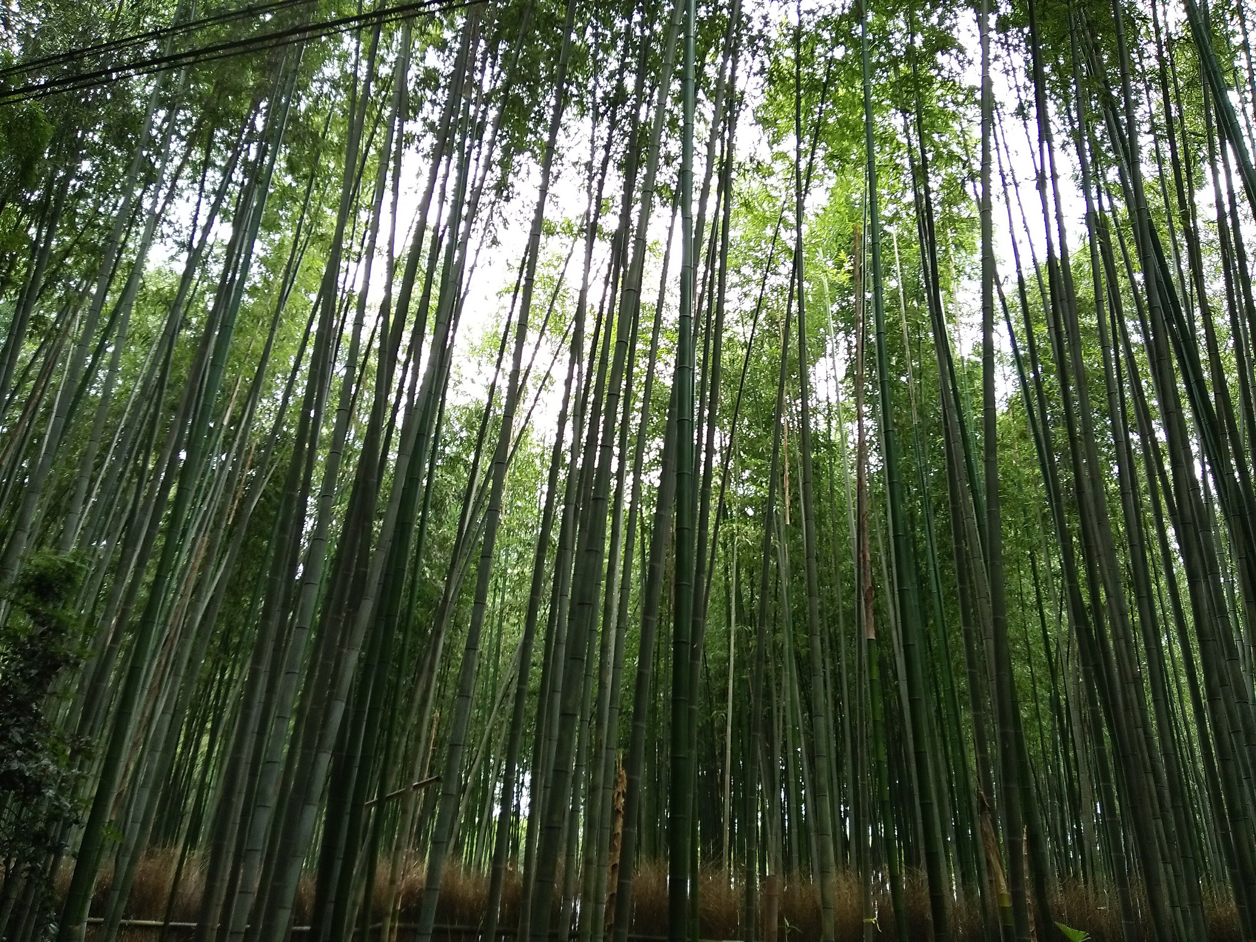 File:Bamboo forest arashiyama.jpg - Wikipedia