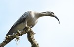 Thumbnail for Plumbeous ibis