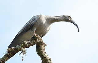 <span class="mw-page-title-main">Plumbeous ibis</span> Species of bird