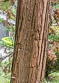 * Nomination Bark of Cunninghamia lanceolata in Wellington Botanical Garden, North Island of New Zealand. --Tournasol7 05:08, 31 July 2019 (UTC) * Promotion  Support Good quality. -- Johann Jaritz 06:49, 31 July 2019 (UTC)