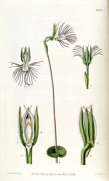 File:Bartholina burmanniana (as Bartholina pectinata) - Edwards vol 20 pl 1653 (1835).jpg