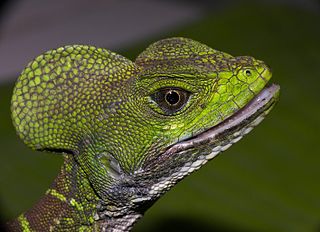 Western basilisk Species of lizard