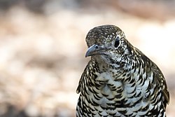 Bassian thrush - close up