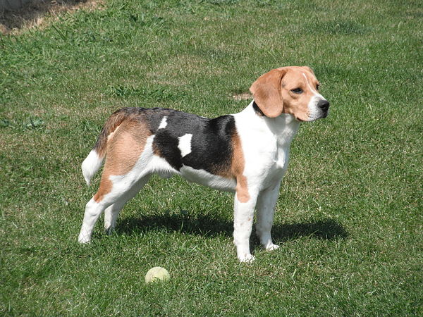 The Beagle: long ears, large nasal passages, and a sturdy body for endurance