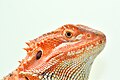 "Bearded_dragon_2.jpg" by User:Green lama