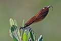 * Nomination Beautiful demoiselle (Calopteryx virgo) female, Crockford Stream, New Forest, Hampshire --Charlesjsharp 21:34, 31 July 2016 (UTC) * Promotion OK. --Jkadavoor 03:50, 1 August 2016 (UTC)