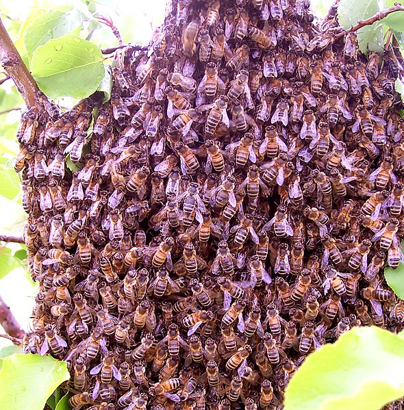 File:Bee swarm.jpg