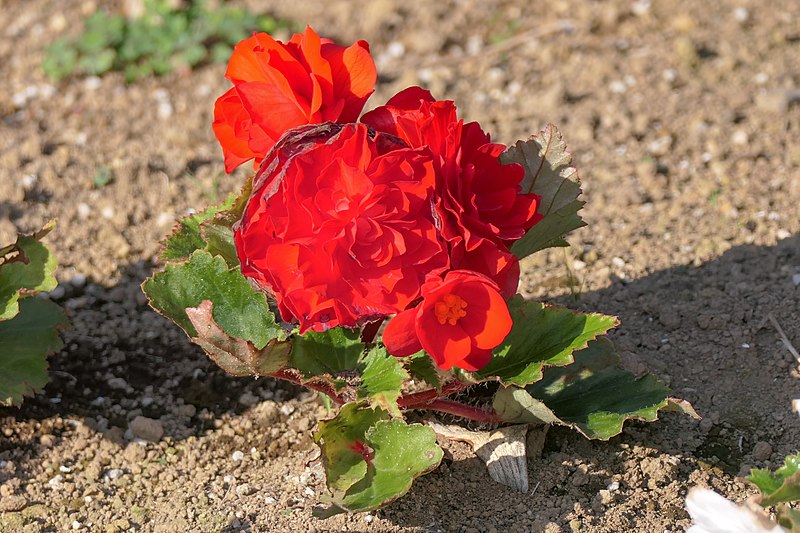 File:Begonia-tuberhybride Red.jpg