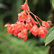 Begonia - Plantae