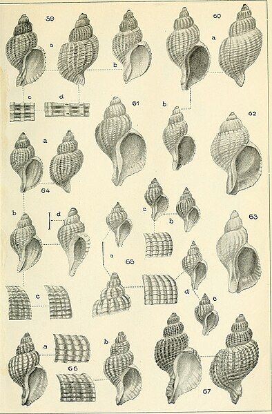 File:Beiträge zur Kenntnis der Molluskenfauna der Magalhaen-Provinz (1904) (20354795802).jpg