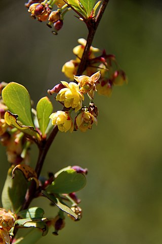 <i>Berberis holstii</i> Species of shrub