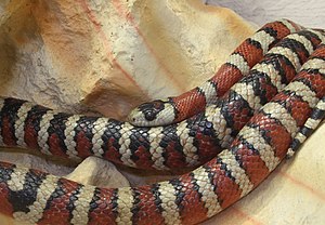 Berg-Königsnatter Lampropeltis pyromelana.jpg