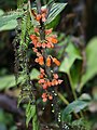 Besleria robusta