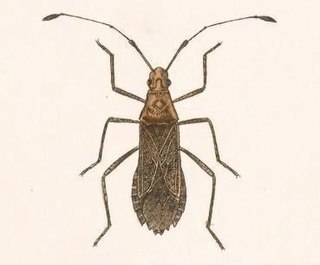 <i>Madura</i> (insect)