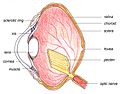 Miniatura per Pecten oculi