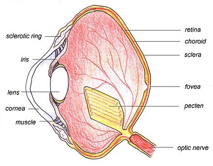 Eye на русский язык