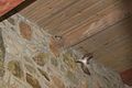 Birds Nest @ Swallet Farm (1152756714).jpg