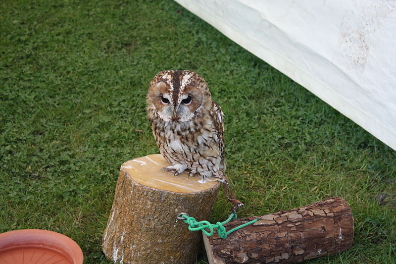 File:Birkenhead Park Festival of Transport 2012 - IMG 2263.jpg