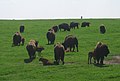 Bison at Blue Mounds State Park.jpg