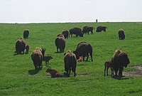 Bison herd in the park in spring Bison at Blue Mounds State Park.jpg