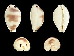 Bistolida ursellus (Little Bear Cowry), Shell