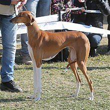 imagem de um cão esguio vagamente como um galgo.  Pernas dianteiras brancas, resto do corpo castanho claro.  cabelo muito curto, caixa torácica pronunciada com algumas costelas visíveis, cauda fina para cima e curvada em um círculo com ponta branca.  orelhas de formato triangular caindo perto da cabeça.