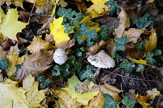 Blätter mit Pilzen auf dem Waldboden