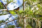 Thumbnail for File:Black-headed grosbeak (48114067276).jpg