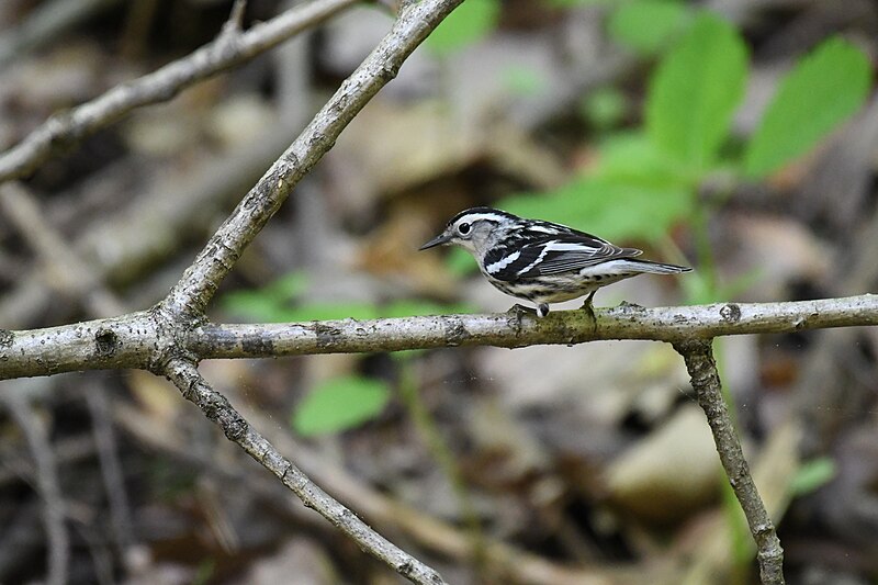 File:Black and white warbler monticello park 5.2.21 DSC 3408.jpg