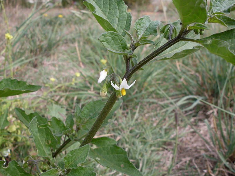 File:Black nightshade flower (3438091564).jpg