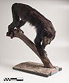 File:Macaco Aranha Preto (Ateles Piniscus).JPG - Wikimedia Commons