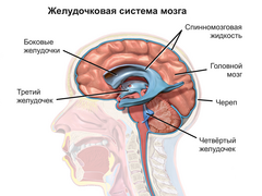 Ventricular system