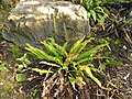 Blechnum spicant, Düsseldorf.jpg