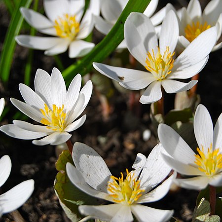 Bloodroot (Sanguinaria canadensis).jpeg