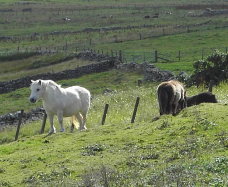 File:Boddam Shetland ponies.jpg