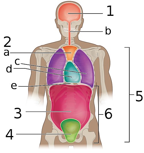 Body Cavities Frontal view labeled.jpg