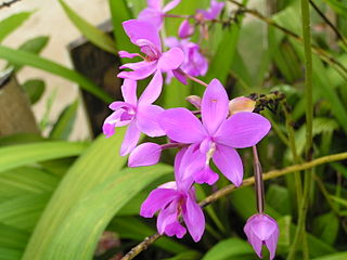 <i>Spathoglottis</i> genus of plants