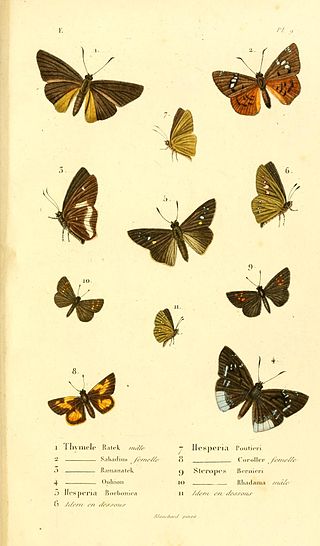 <i>Borbo ratek</i> Species of butterfly