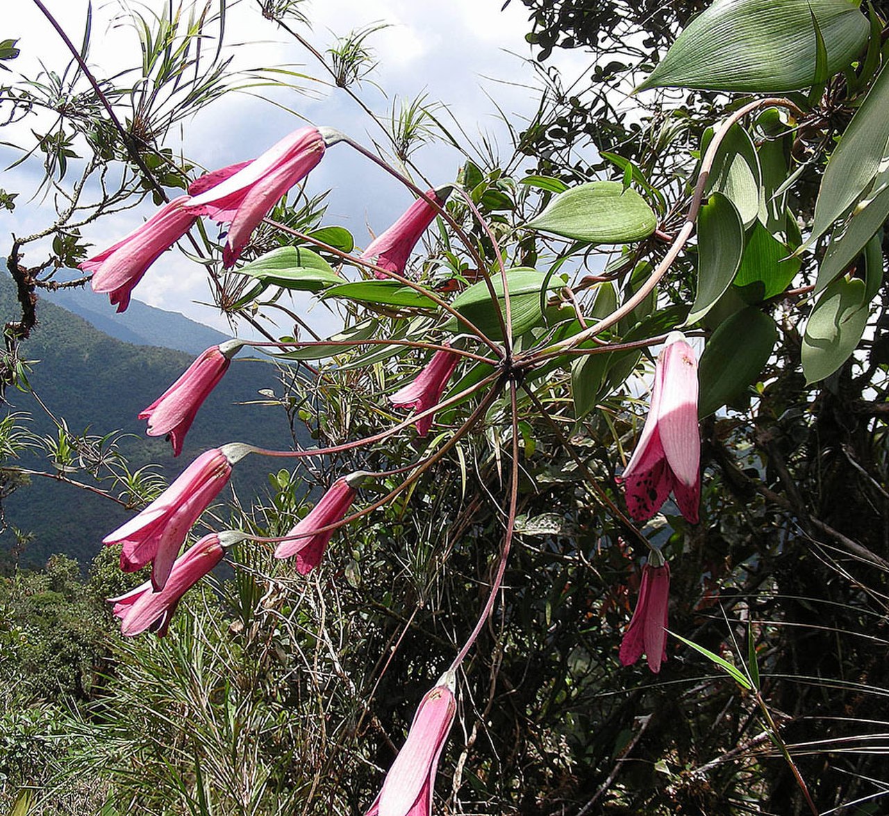 Vadulia longipes