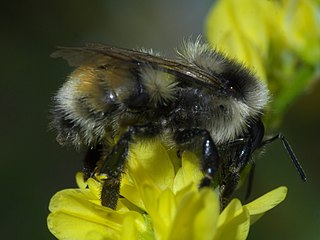 <i>Bombus bifarius</i> Species of bee