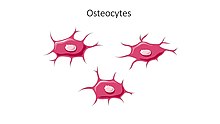 Bone cells - Osteocytes -- Smart-Servier.jpg