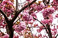 * Nomination Cherry blossom on Breite Straße in Bonn, North Rhine-Westphalia, Germany --XRay 03:48, 19 April 2024 (UTC) * Promotion  Support Good quality.--Agnes Monkelbaan 04:13, 19 April 2024 (UTC)