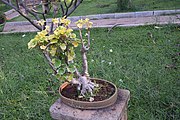 View of Bonsai Garden Lal Bag Bangalore