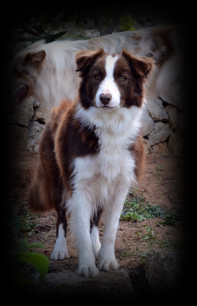 Verwonderlijk Bordercollie - Wikiwand SO-51