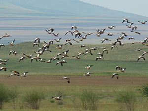 Боргойский заказник — крупнейшее в Евразии место отдыха перелетных птиц
