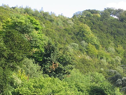 Box and yew trees growing on the steep, western slope of Box Hill, above the River Mole.